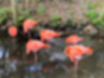 Flamingos at Ellie Schiller State Park Homosassa Springs Florida 