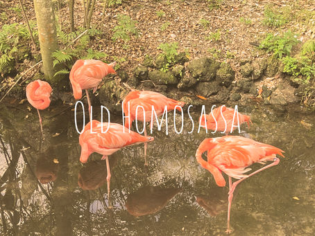Escape to Paradise: Discovering the Charm of Old Homosassa Springs, Florida with Gulf Coast Getaways