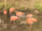 Old Homosassa Springs & Flamingos 
